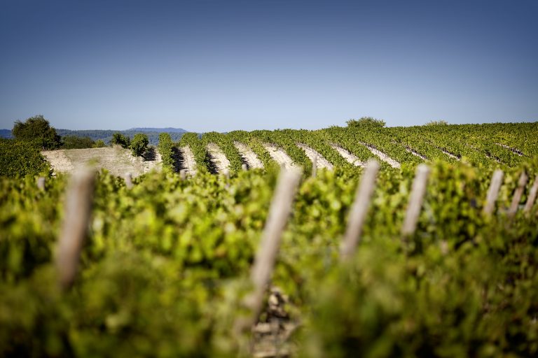 5. Vineyard